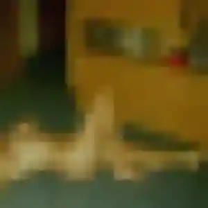 Maelys, 39 ans, veut un rencontre cougar à Quimper